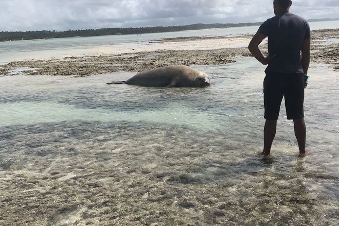 Vídeo: Elefante-marinho é encontrado encalhado em Maragogi; animal está sob monitoramento