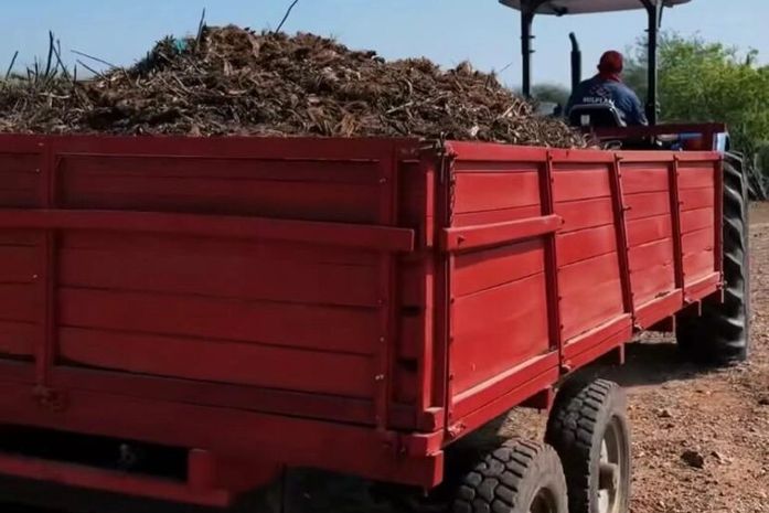 Delmiro é referência em AL na distribuição de resíduos de poda urbana para a lavoura do campo