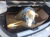 Polícia Civil investiga crime de maus-tratos contra cão que foi esfaqueado em Viçosa