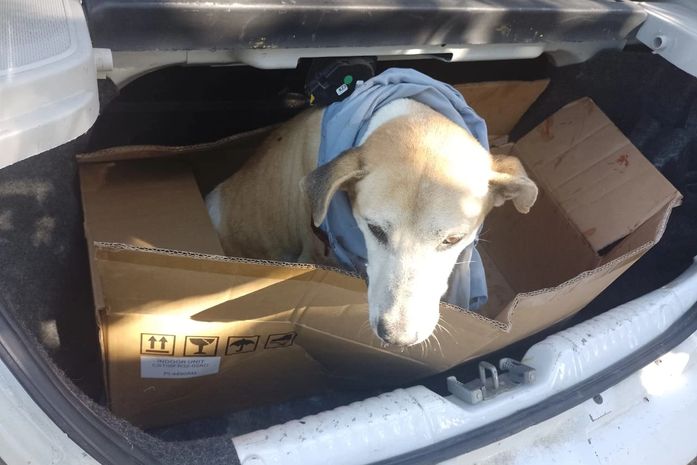 Polícia Civil investiga crime de maus-tratos contra cão que foi esfaqueado em Viçosa