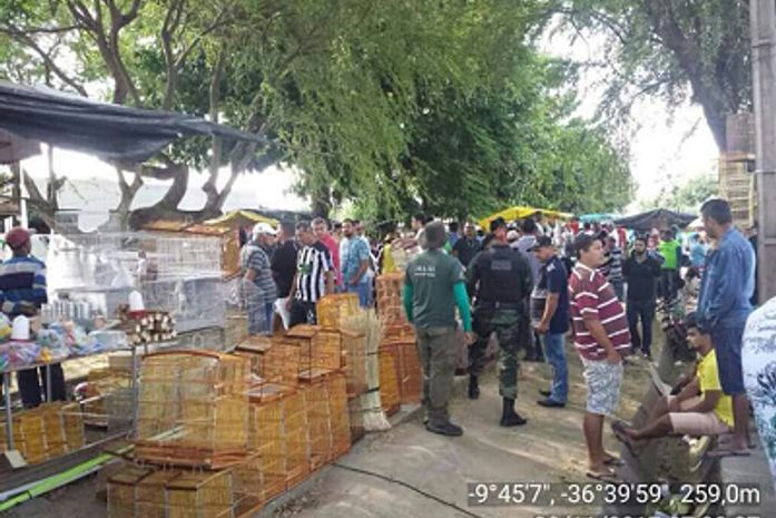 Mais de 160 pássaros são resgatados em operação