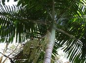 Projeto Guapiaçu lança trilha virtual na Semana do Meio Ambiente