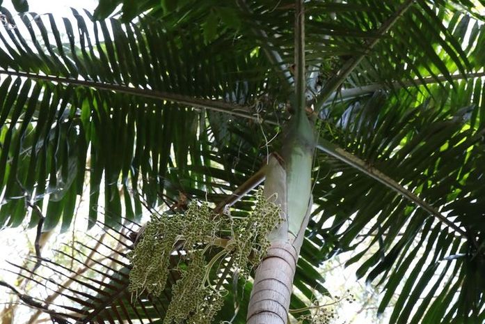 Projeto Guapiaçu lança trilha virtual na Semana do Meio Ambiente