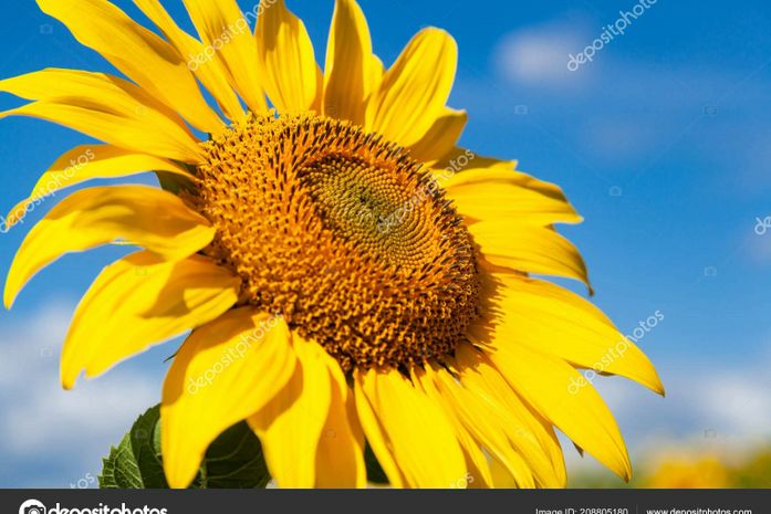 Com inscrições esgotadas, SESAU e Comitê Estadual de Prevenção ao Suicídio realizam Seminário Estadual de Prevenção ao Suicídio.