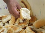 Barata encontrada em pão