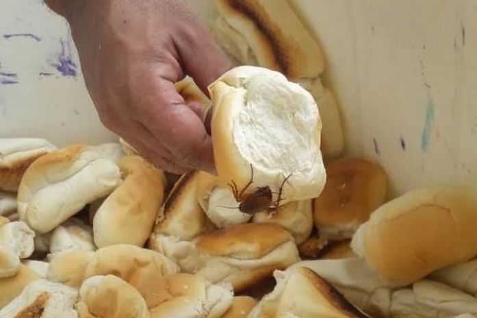 Barata encontrada em pão