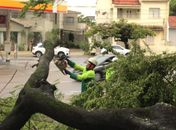 Sudes realiza operação para recolhimento de árvores