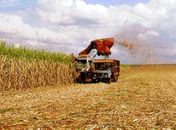 “É um efeito dominó”, diz presidente da Associação dos Plantadores de Cana de AL sobre crise no setor 