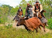 Museu Palácio Floriano Peixoto recebe exposição fotográfica sobre a tradição sertaneja da Pega de Boi no Mato
