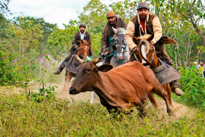 Museu Palácio Floriano Peixoto recebe exposição fotográfica sobre a tradição sertaneja da Pega de Boi no Mato