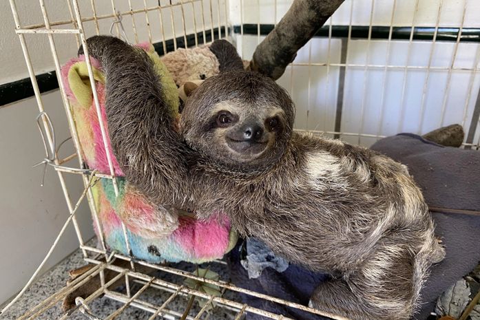 IMA arrecada doações para cuidar de animais silvestres resgatados