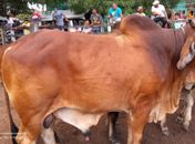 Feira do Gado de Canafístula de Frei Damião voltará a funcionar na segunda (12)
