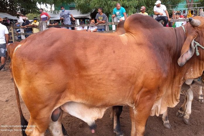 Feira do Gado de Canafístula de Frei Damião voltará a funcionar na segunda (12)