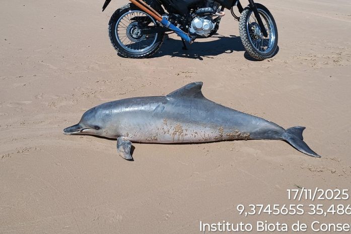 Golfinho é encontrado morto na praia de Barra de Santo Antônio