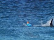 Autoridades na Austrália pedem que pessoas passem a chamar ataques de tubarões de 'interações' ou 'encontros negativos'