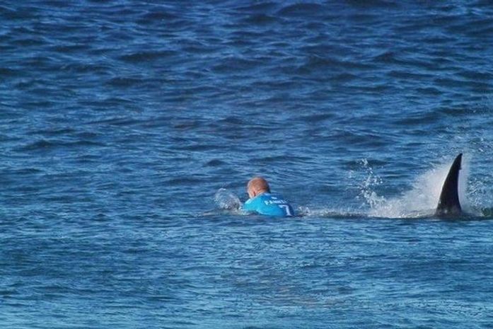 Autoridades na Austrália pedem que pessoas passem a chamar ataques de tubarões de 'interações' ou 'encontros negativos'