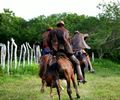 I Vaquejada de Pega de Boi no Mato promete movimentar Pão de Açúcar com cultura, esporte e música sertaneja