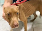 Denúncia de maus-tratos: pitbull é resgatada em casa na Jatiúca após comer lixo para sobreviver
