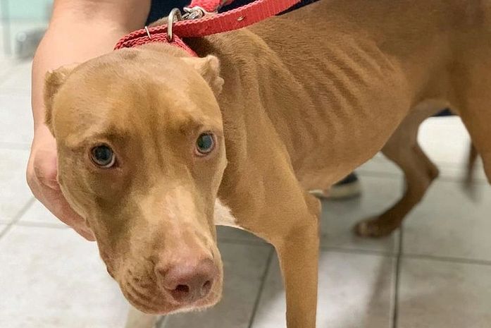 Denúncia de maus-tratos: pitbull é resgatada em casa na Jatiúca após comer lixo para sobreviver