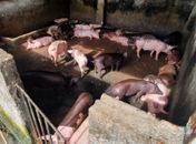 Locais terão 15 dias para desfazer os chiqueiros