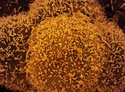 Covid-19: consórcio do Nordeste recomenda cancelamento do feriado de carnaval