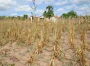 Cerca de 21 mil agricultores alagoanos vão receber seguro garantia-safra