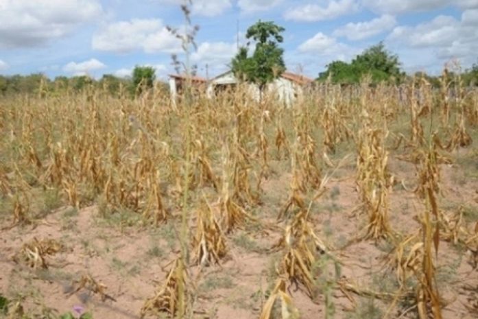 Cerca de 21 mil agricultores alagoanos vão receber seguro garantia-safra