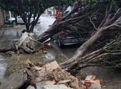 Árvores caíram sobre veículo no Trapiche