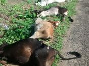Colisão entre caminhão e carro mata quatro animais na BR-316