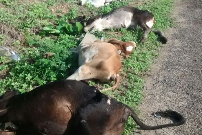 Colisão entre caminhão e carro mata quatro animais na BR-316