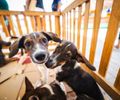 Saúde orienta tutores sobre cuidados com cães e gatos durante os festejos juninos