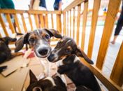 Saúde orienta tutores sobre cuidados com cães e gatos durante os festejos juninos