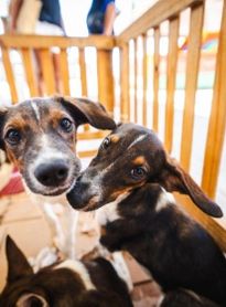 Saúde orienta tutores sobre cuidados com cães e gatos durante os festejos juninos