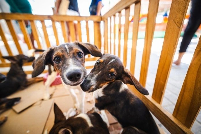 Saúde orienta tutores sobre cuidados com cães e gatos durante os festejos juninos
