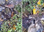 PC investiga se queda de avião foi por falha mecânica ou humana