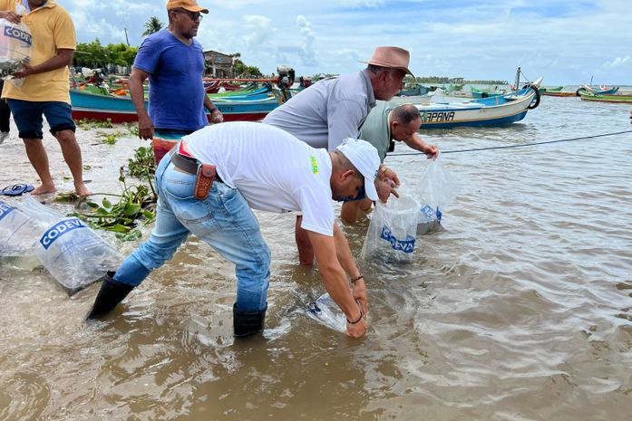 Peixamentos inserem espécies nativos no rio São Francisco em Piaçabuçu e em Porto Real do Colégio(AL)