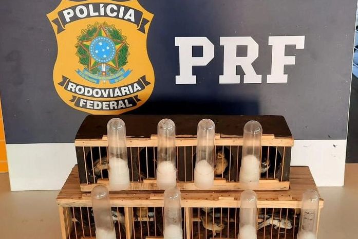 Transporte de aves silvestres