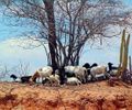 Alto Sertão é responsável por 30% da criação de cabras em Alagoas, segundo levantamento