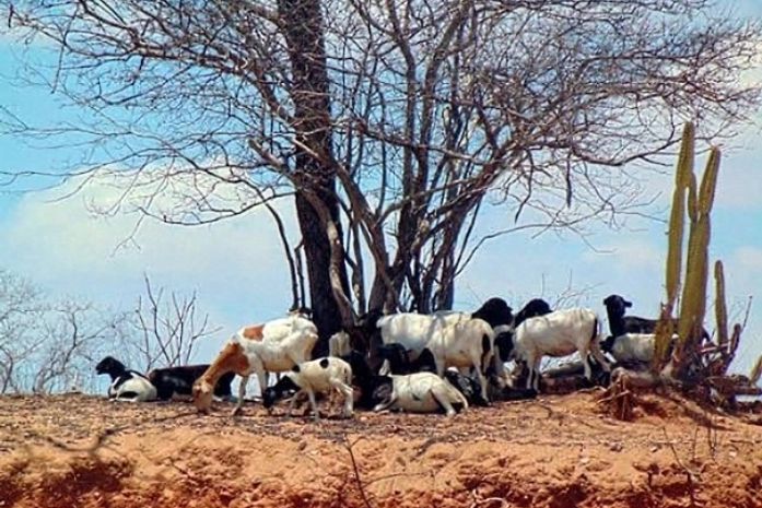 Alto Sertão é responsável por 30% da criação de cabras em Alagoas, segundo levantamento