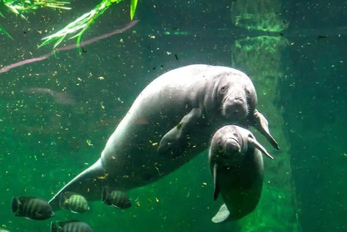 MPF e órgãos ambientais criam protocolo para proteger peixes-boi em obras da AL-101 Norte