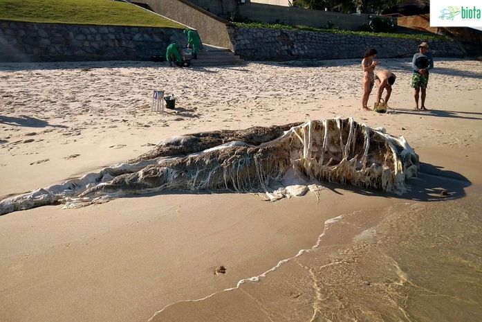 Vídeo: baleia em avançado estado de decomposição encalha em praia do litoral Sul
