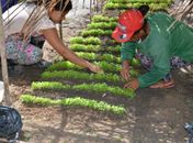 Secretaria de Agricultura de São Miguel dos Campos incentiva agricultura familiar