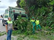Alurb realiza intervenções em árvores no bairro da Gruta de Lourdes, em Maceió; saiba como solicitar o serviço