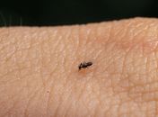 Febre Oropuche: após AL registrar primeiro caso da doença, que tem sintomas similares à dengue, infectologista alerta sobre riscos