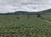 Atraso na distribuição de sementes pelo Governo incentiva agricultores na cultura do fumo no Agreste