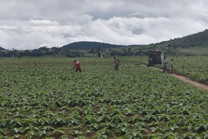 Atraso na distribuição de sementes pelo Governo incentiva agricultores na cultura do fumo no Agreste
