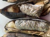 Esposa e mãe de preso tentam entrar em presídio com bananas recheadas de maconha
