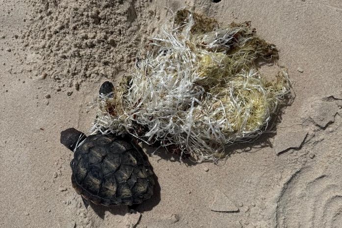 Duas tartarugas-marinhas são encontradas no litoral de AL; uma morreu presa em plástico
