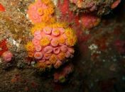 IMA constata que não há indícios da espécie invasora coral-sol na orla de Maceió 