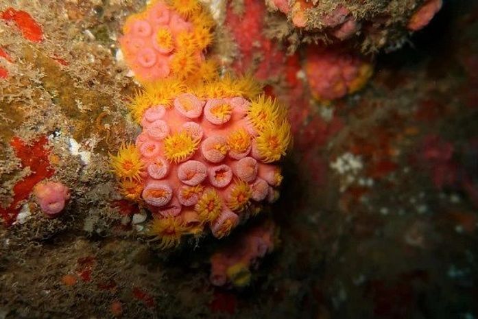 IMA constata que não há indícios da espécie invasora coral-sol na orla de Maceió